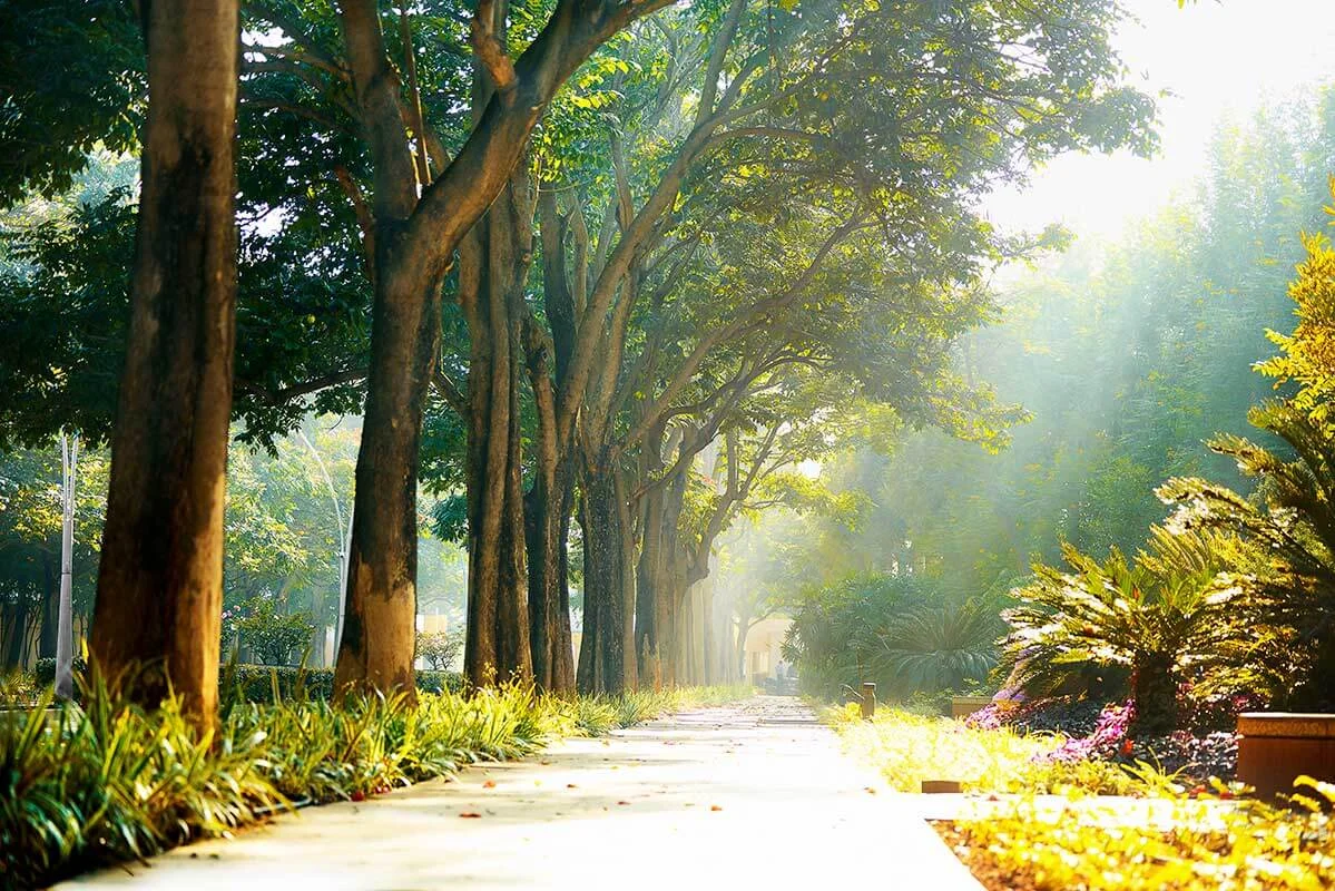 Nambiar District 25 green trail